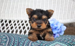 Yorkshire Terrier dogs for sale: Ollie - Image 5