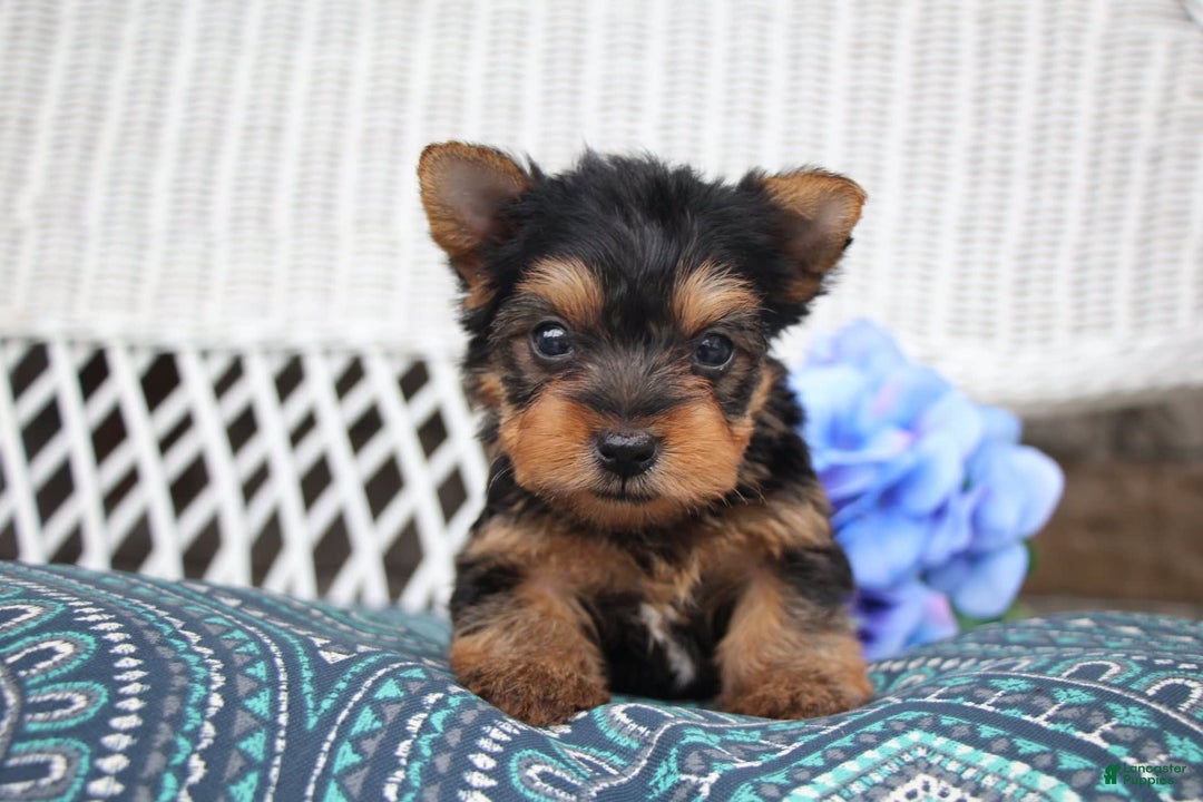Yorkshire Terrier dogs for sale: Ollie - Image 5