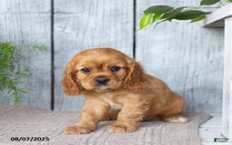 Cavalier King Charles Spaniel dogs for sale: Tyson - Image 1
