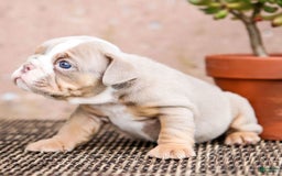 English Bulldog dogs for sale: Truffles - Image 12