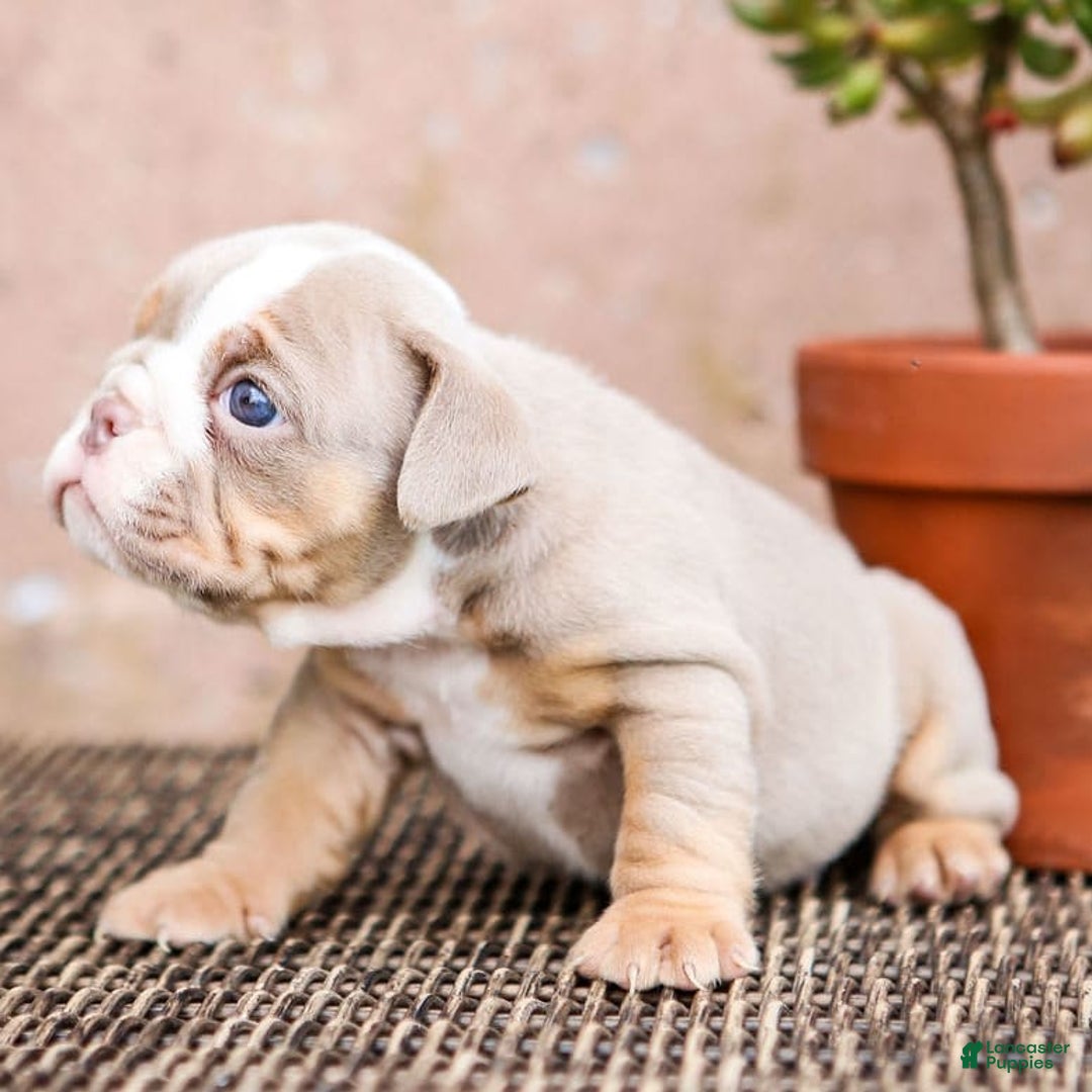 English Bulldog dogs for sale: Truffles - Image 12