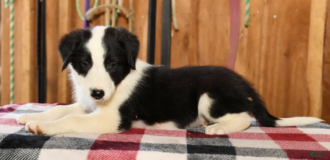 Border Collie dogs for sale: Luke - Image 1