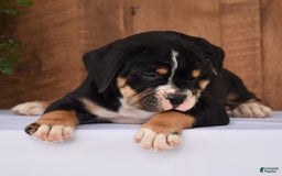 Beabull dogs for sale: Clint - Image 4