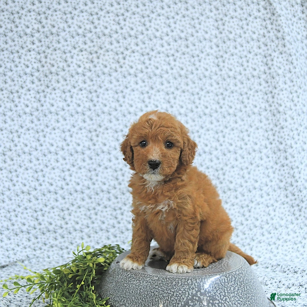 Mini Goldendoodle dogs for sale: Mason - Image 7