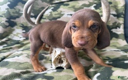 Bloodhound dogs for sale: Boss Hogg - Image 2
