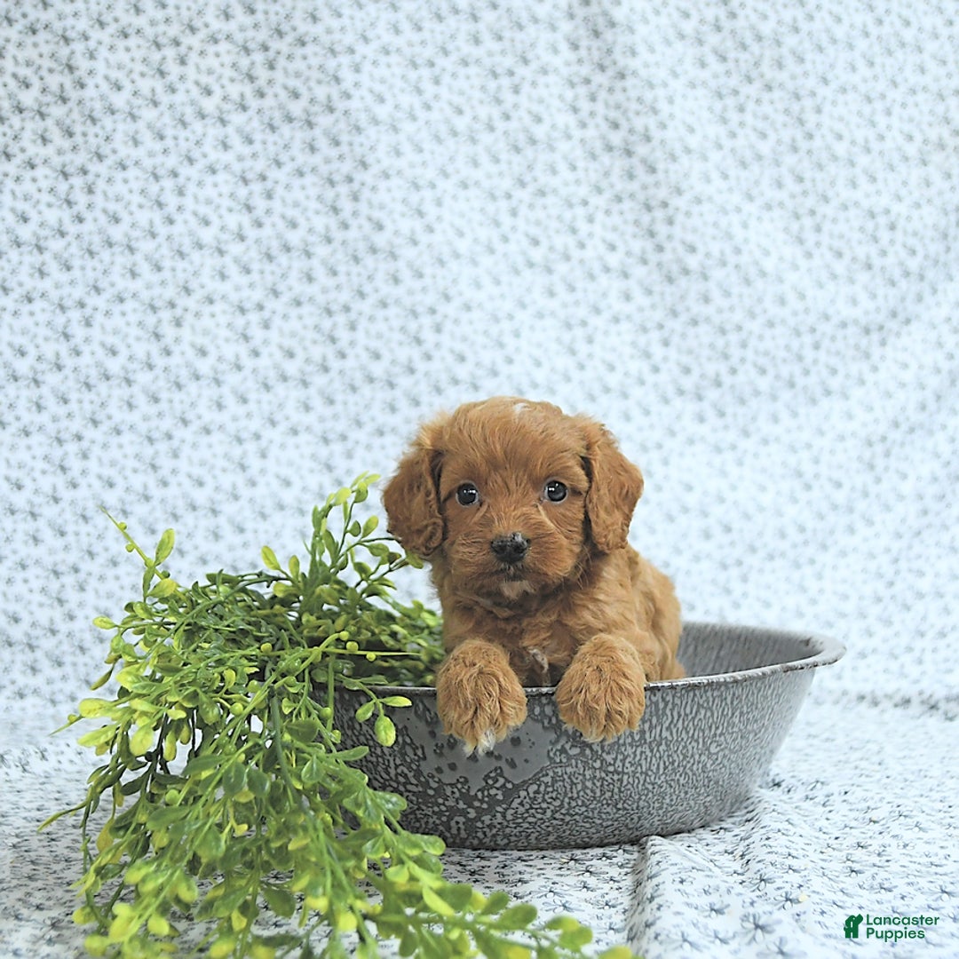 Cavapoo dogs for sale: Ryder - Image 1