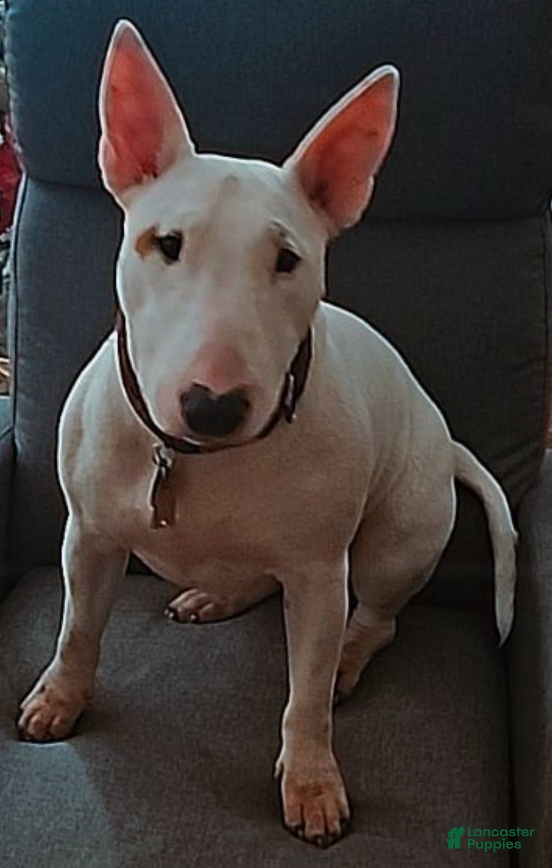 Bull Terrier dogs for sale: Target - Image 9