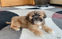 Lhasa Apso dogs for sale: Loki - Image 2