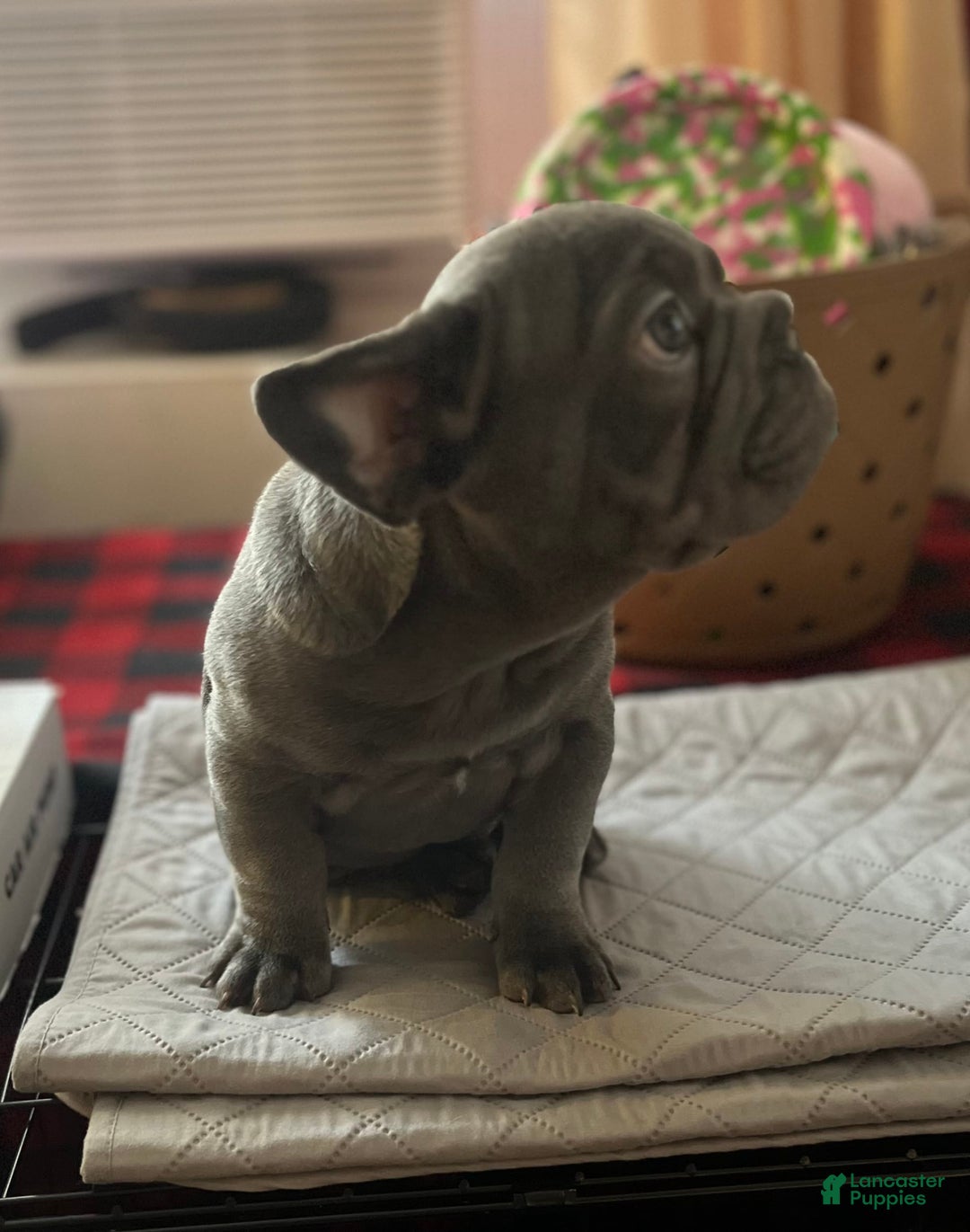 French Bulldog dogs for sale: Blue - Image 3