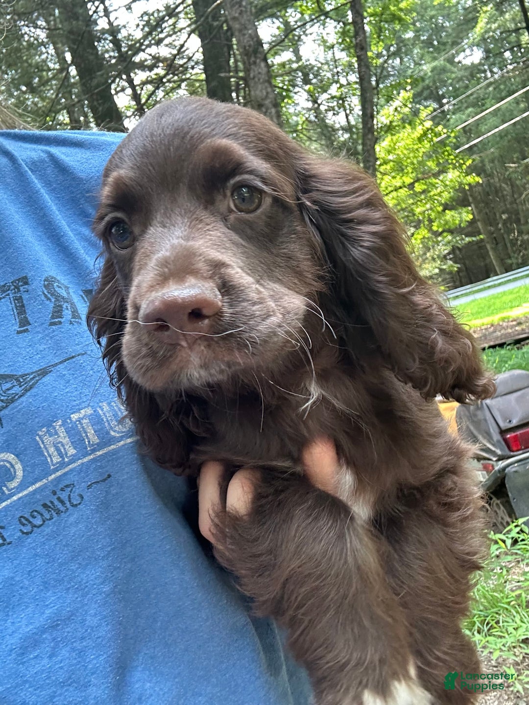 Cocker Spaniel dogs for sale: Cocker Spaniel 4 puppies - Image 31