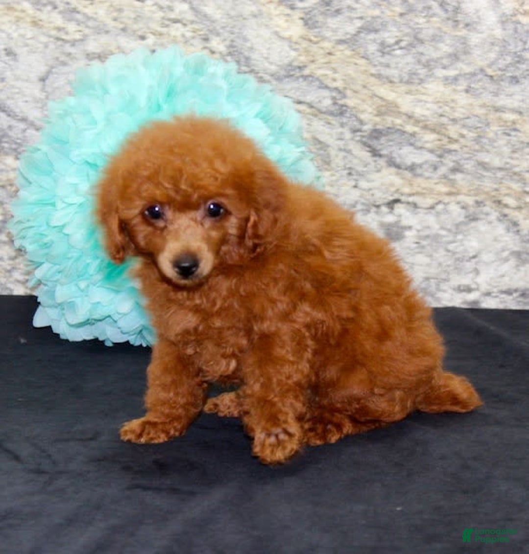 Miniature Poodle dogs for sale: Proctor - Image 3