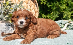 Cavapoo dogs for sale: Cali - Image 5