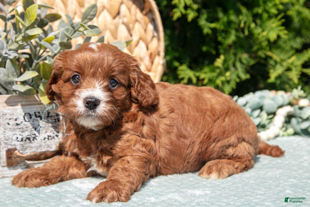 Cavapoo dogs for sale: Cali - Image 5
