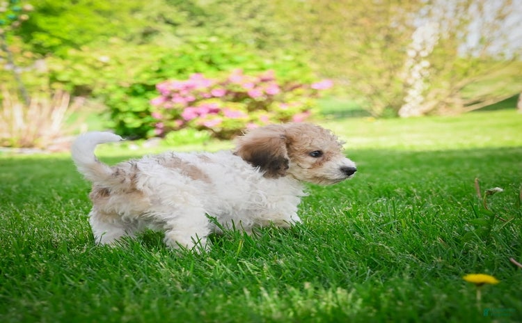 Bichpoo dogs - Advert 17