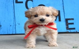 Maltipoo dogs for sale: Maverick - Image 7