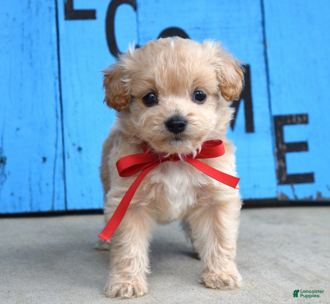 Maltipoo dogs for sale: Maverick - Image 7