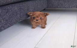 Toy Poodle dogs for sale: Daisy - Image 2