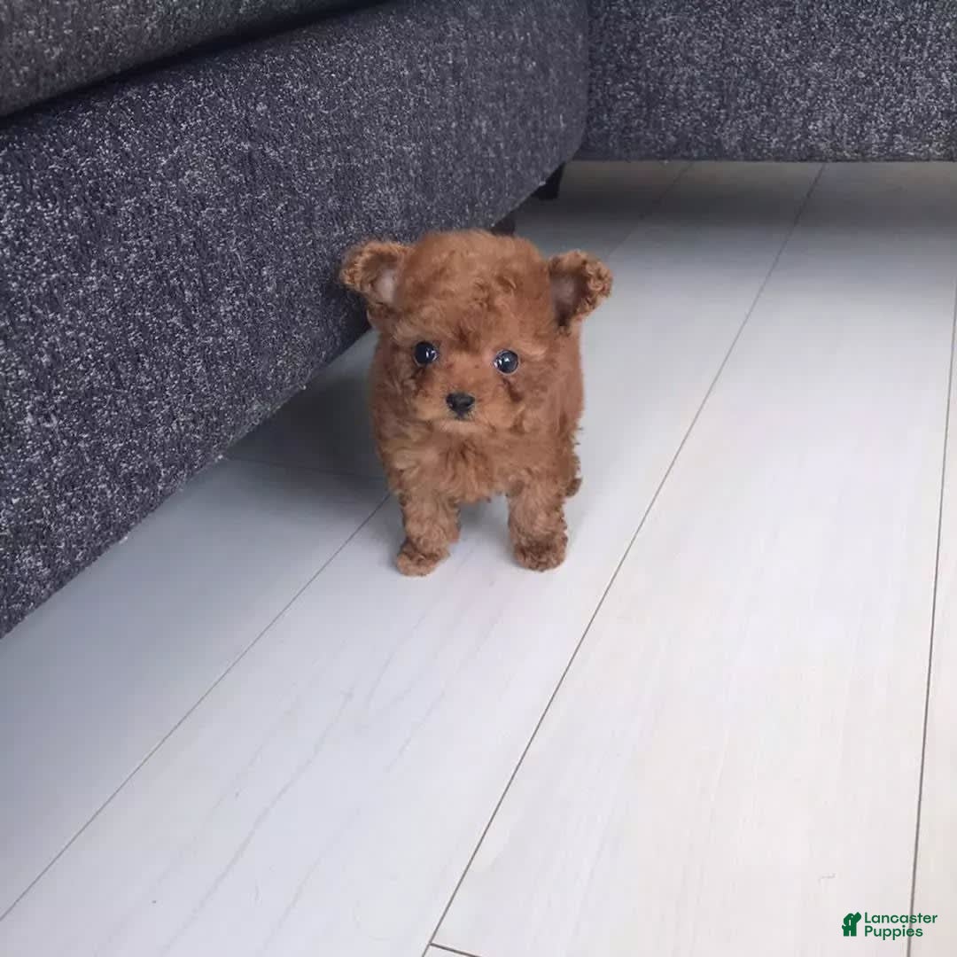 Toy Poodle dogs for sale: Daisy - Image 2