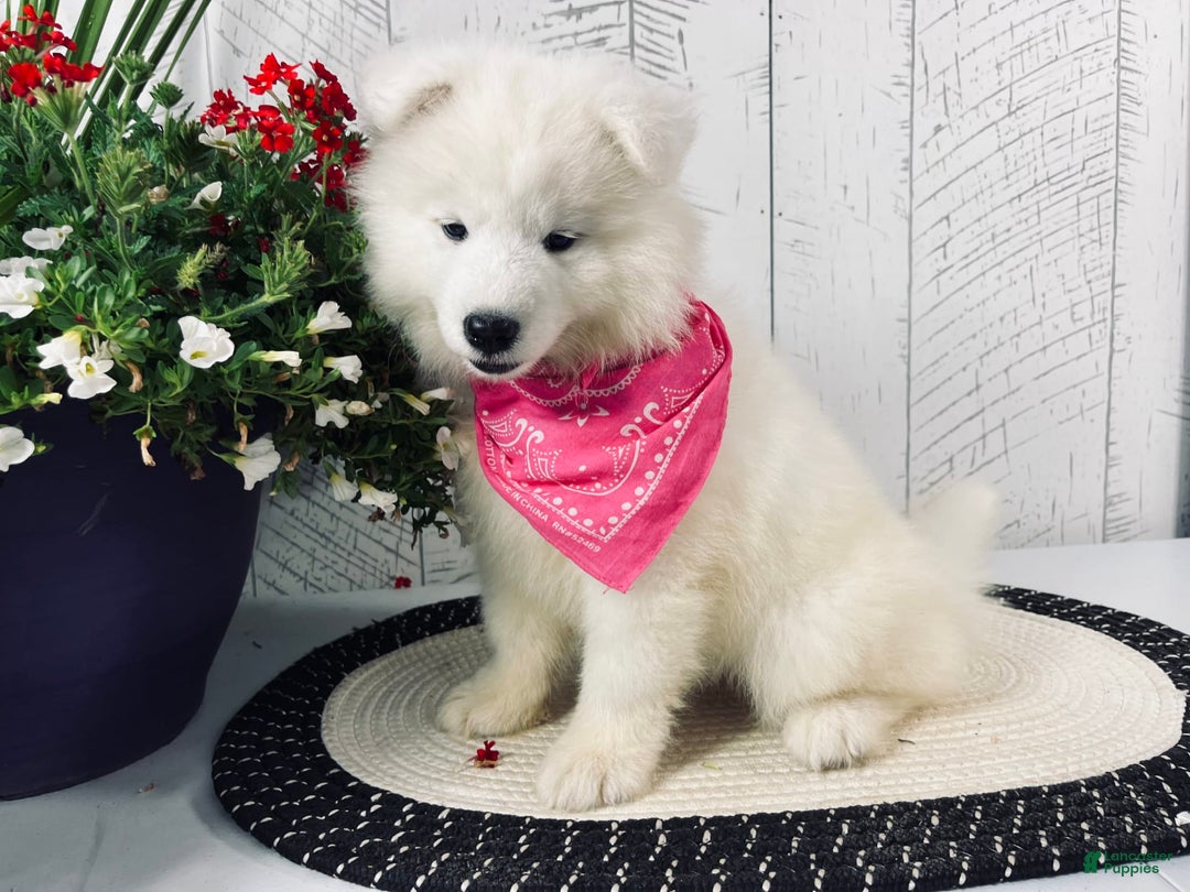 Samoyed dogs for sale: Bonnie - Image 6