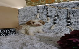 Mini Goldendoodle dogs for sale: Katie - Image 4