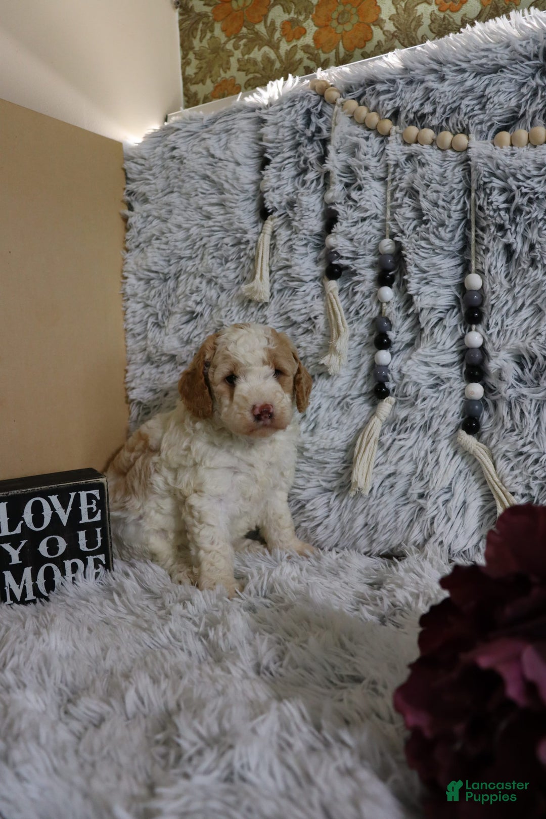 Mini Goldendoodle dogs for sale: Katie - Image 4