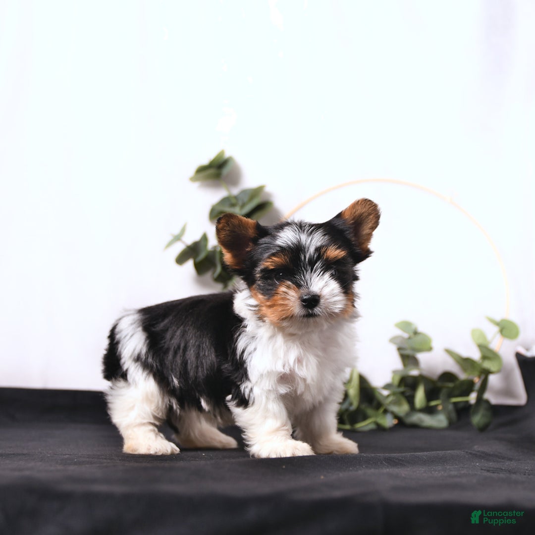 Biewer Terrier dogs for sale: Ace Extra Small - Image 2