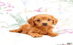 Cavapoo dogs for sale: Sally - Image 4