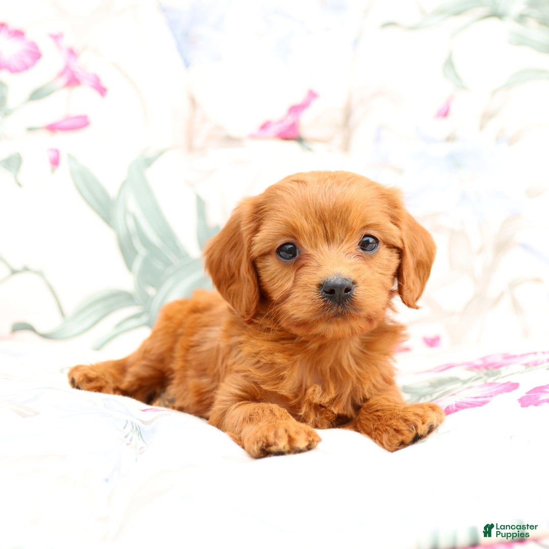 Cavapoo dogs for sale: Sally - Image 4