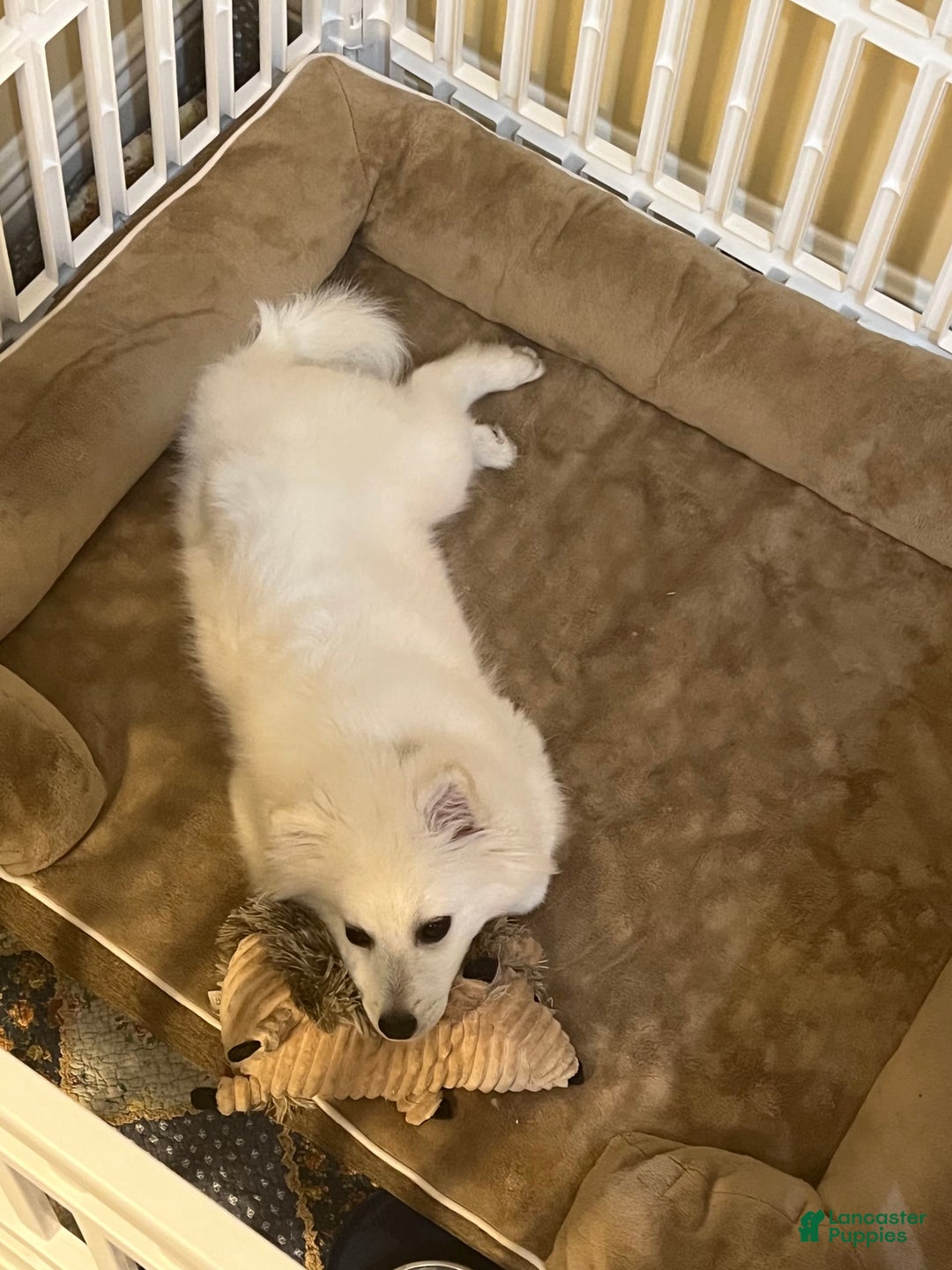 American Eskimo dogs for sale: Kinston - Image 1