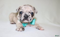 French Bulldog dogs for sale: Loki Akc - Image 2