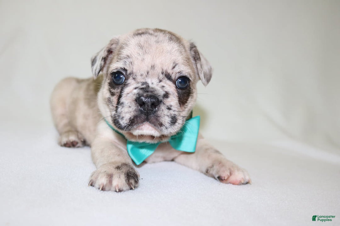 French Bulldog dogs for sale: Loki Akc - Image 2