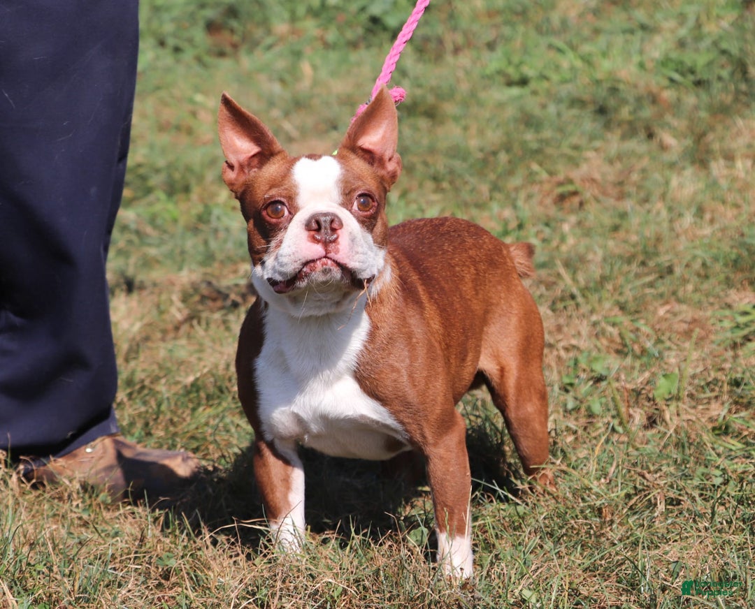 Boston Terrier dogs for sale: Sheila - Image 9