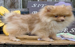 Pomeranian dogs for sale: Bouncer - Image 4