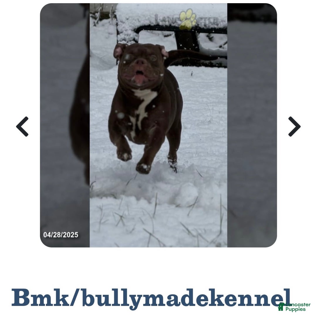 American Bully dogs for sale: Dior - Image 8