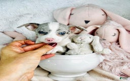 Chihuahua dogs for sale: Blue Eyes - Image 3