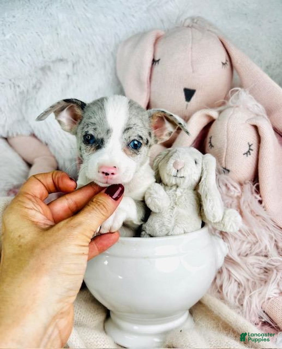Chihuahua dogs for sale: Blue Eyes - Image 3