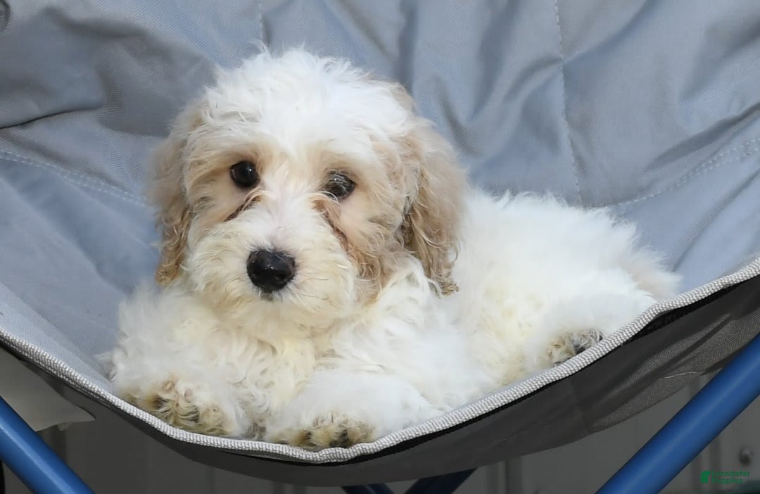 Maltipoo dogs for sale: Lola - Image 4
