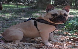 French Bulldog dogs for sale: Summer - Image 6