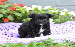 Chipoo dogs for sale: Wendy - Image 3