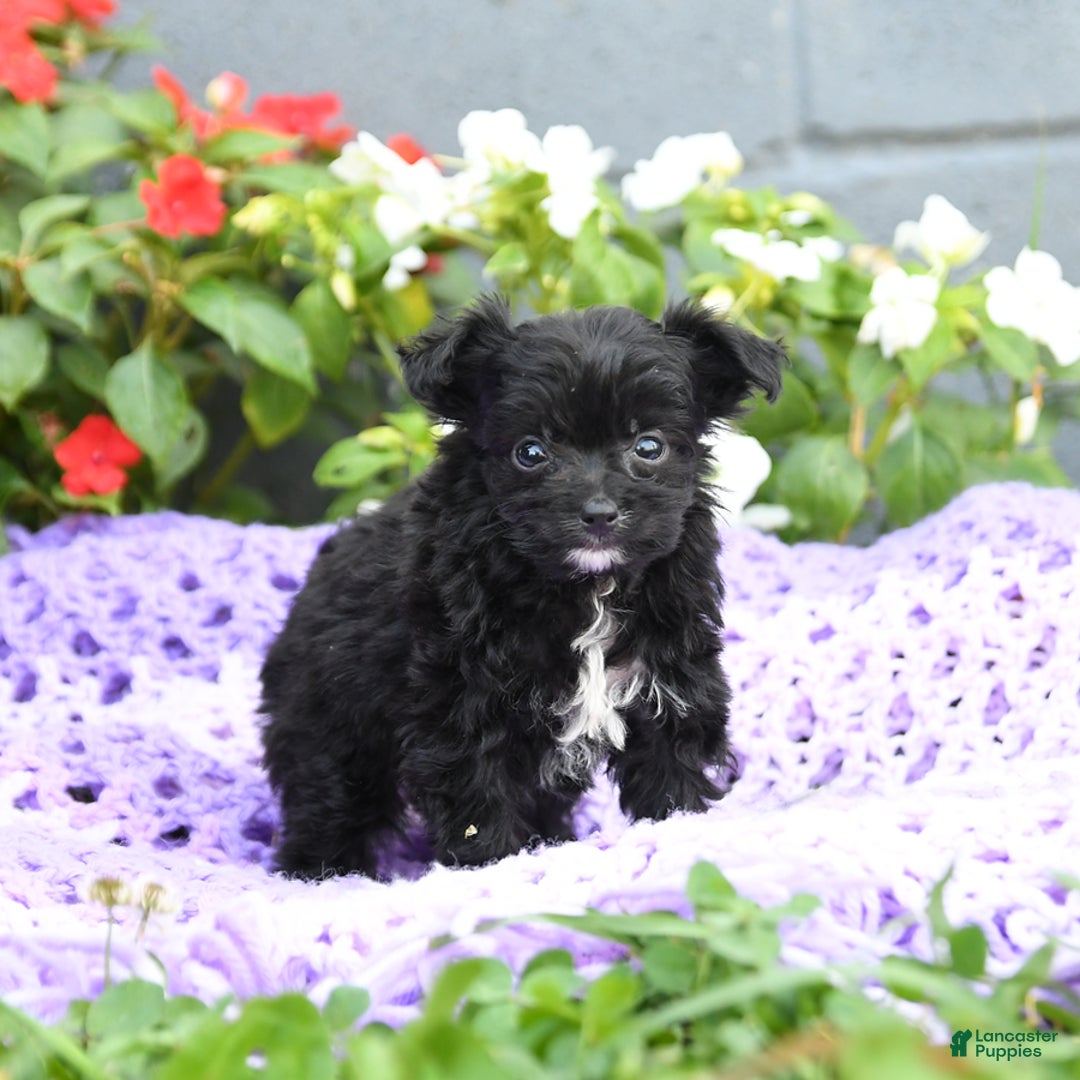 Chipoo dogs for sale: Wendy - Image 3