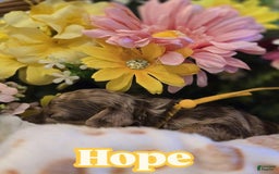 Toy Poodle dogs for sale: Hope - Image 3