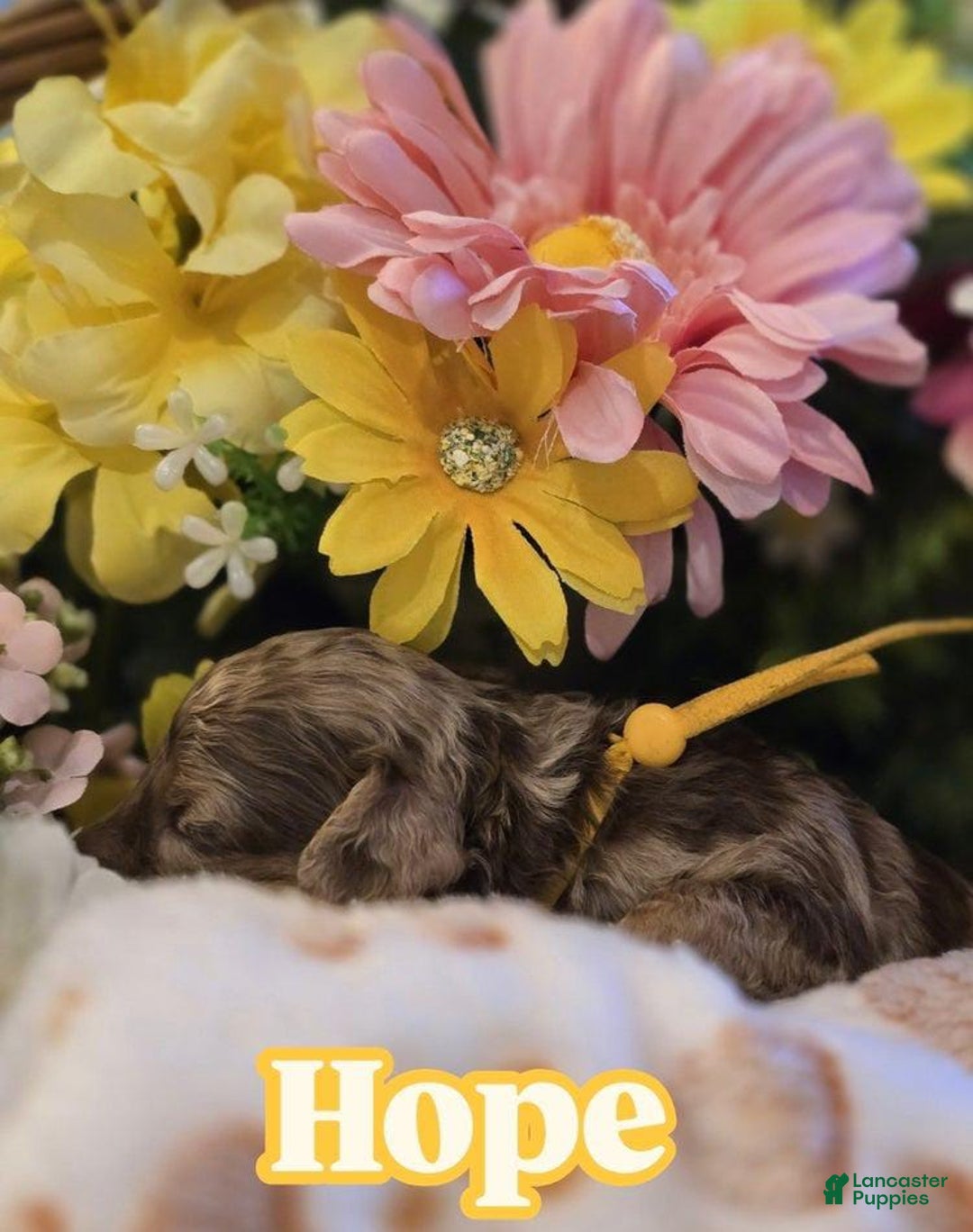 Toy Poodle dogs for sale: Hope - Image 3