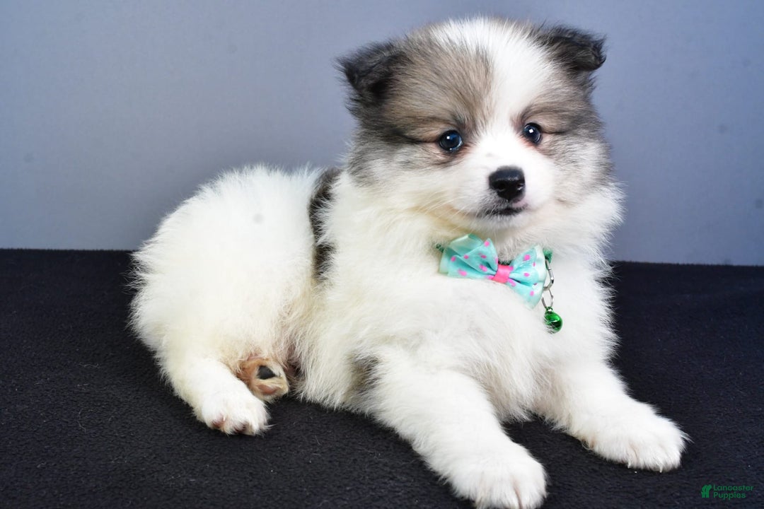 Pomeranian dogs for sale: Sylis - Image 4