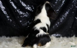 Cavalier King Charles Spaniel dogs for sale: Agate - Image 5