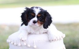 Cavalier King Charles Spaniel dogs for sale: Rex - Image 10