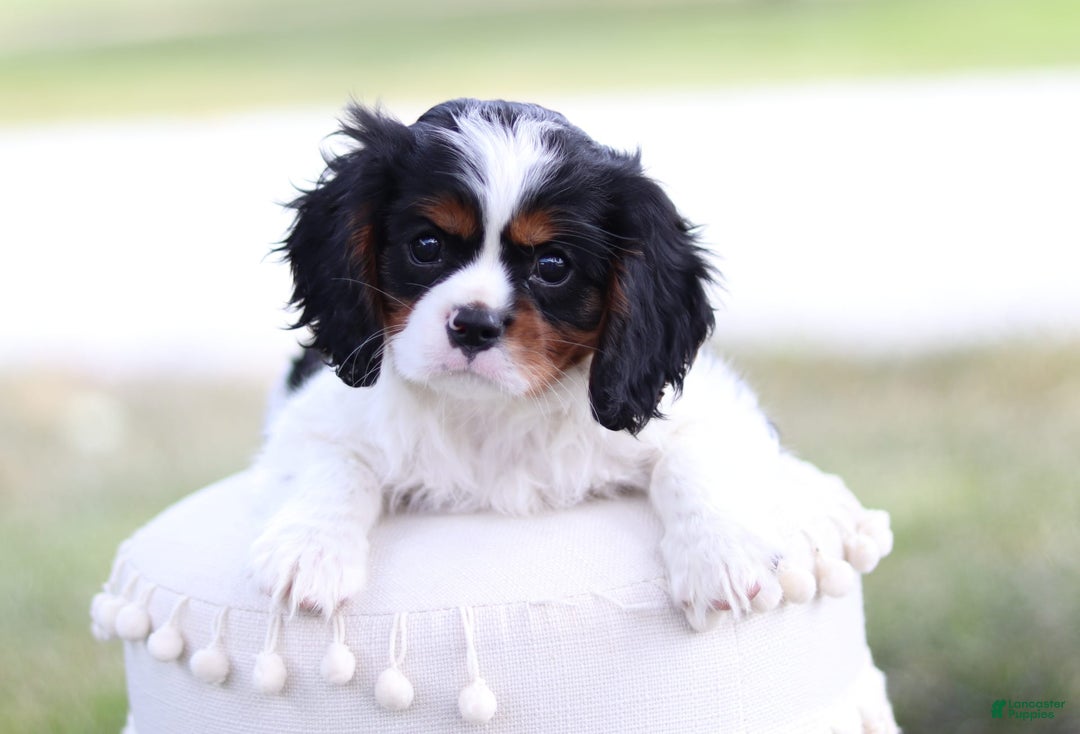 Cavalier King Charles Spaniel dogs for sale: Rex - Image 10