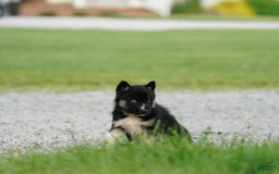 Gerberian Shepsky dogs for sale: Henry - Image 1