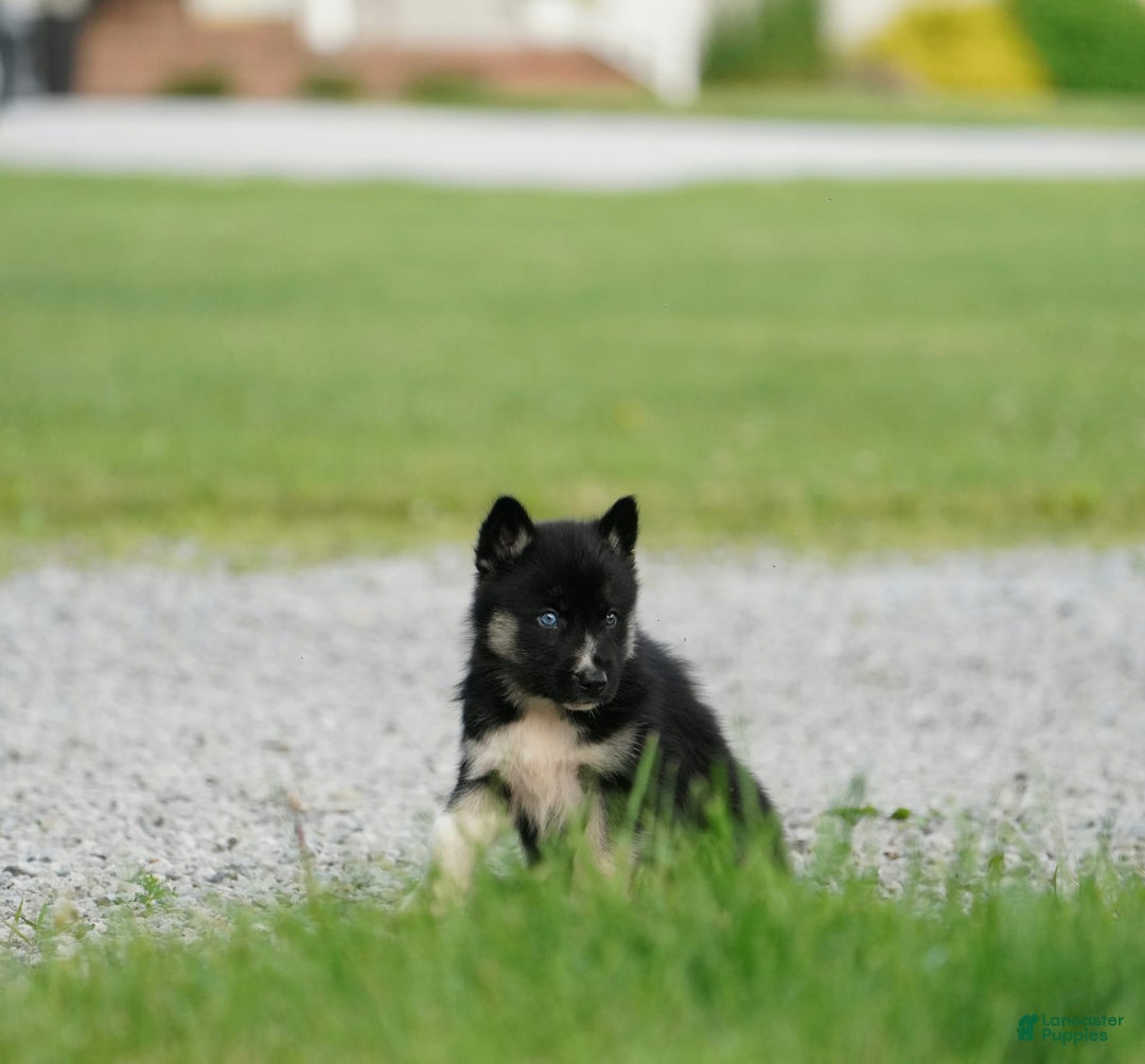 Gerberian Shepsky dogs for sale: Henry - Image 1