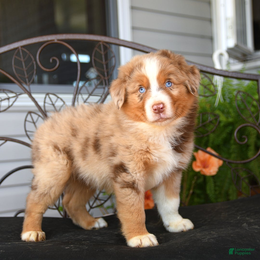 Australian Shepherd dogs for sale: Lenny - Image 5
