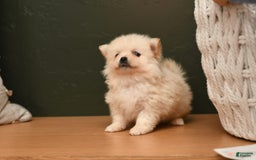 Pomeranian dogs for sale: Mario - Image 2